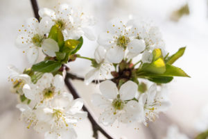 Sour cherry blossoms on a sunny spring day, Prunus cerasus, sour cherry Sour cherry blossoms on a sunny spring day, Prunus cerasus, sour cherry